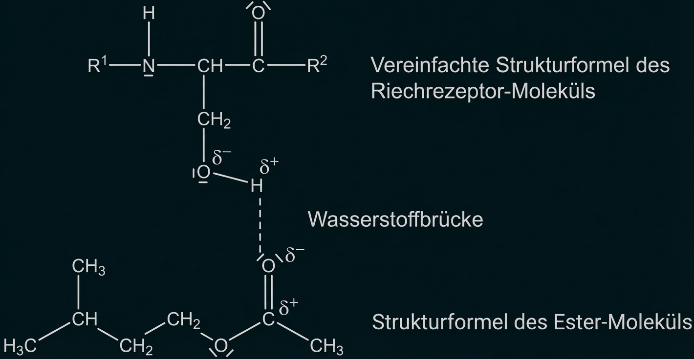 Schematische Darstellung von Riechrezeptor- und Ester-Molekül mit eingezeichneter Wasserstoffbrücke.
